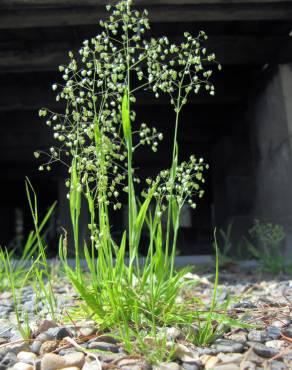 Fotografia 1 da espécie Briza minor no Jardim Botânico UTAD