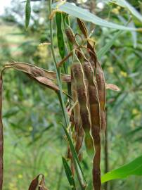 Fotografia da espécie Acacia retinodes