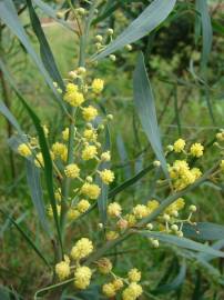 Fotografia da espécie Acacia retinodes