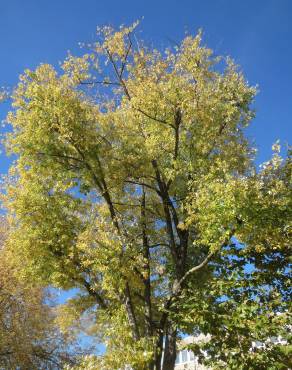 Fotografia 7 da espécie Acer saccharinum no Jardim Botânico UTAD