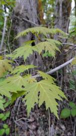 Fotografia da espécie Acer saccharinum