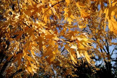 Fotografia da espécie Acer saccharinum