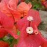 Fotografia 10 da espécie Bougainvillea spectabilis do Jardim Botânico UTAD