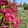 Fotografia 11 da espécie Bougainvillea spectabilis do Jardim Botânico UTAD