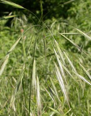 Fotografia 6 da espécie Bromus sterilis no Jardim Botânico UTAD