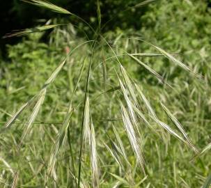 Fotografia da espécie Bromus sterilis