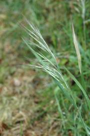 Fotografia da espécie Bromus sterilis