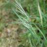 Fotografia 7 da espécie Bromus sterilis do Jardim Botânico UTAD