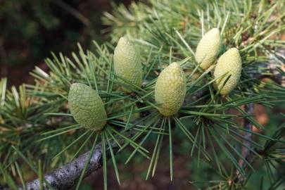 Fotografia da espécie Cedrus libani subesp. libani