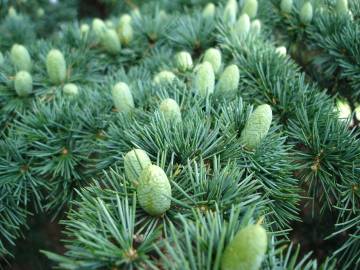 Fotografia da espécie Cedrus libani subesp. libani