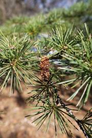 Fotografia da espécie Cedrus libani subesp. libani