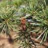 Fotografia 6 da espécie Cedrus libani subesp. libani do Jardim Botânico UTAD