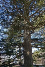 Fotografia da espécie Cedrus libani subesp. libani