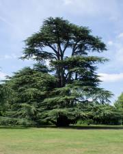 Fotografia da espécie Cedrus libani