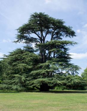 Fotografia 1 da espécie Cedrus libani subesp. libani no Jardim Botânico UTAD