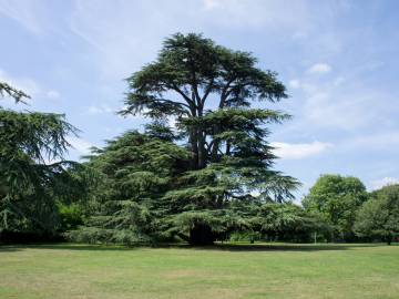 Fotografia da espécie Cedrus libani subesp. libani