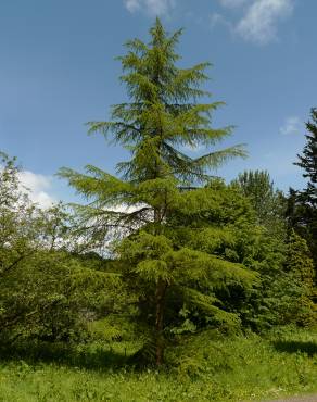 Fotografia 8 da espécie Cedrus libani subesp. libani no Jardim Botânico UTAD
