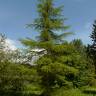 Fotografia 8 da espécie Cedrus libani subesp. libani do Jardim Botânico UTAD