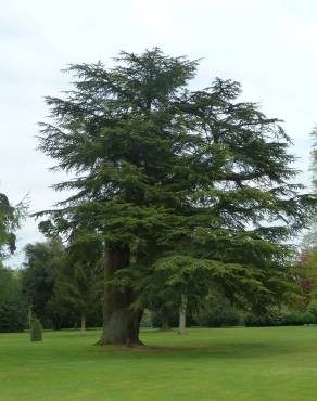 Fotografia 9 da espécie Cedrus libani subesp. libani no Jardim Botânico UTAD