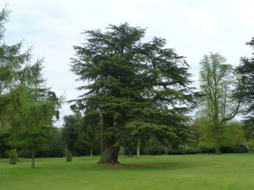 Fotografia da espécie Cedrus libani subesp. libani