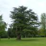 Fotografia 9 da espécie Cedrus libani subesp. libani do Jardim Botânico UTAD