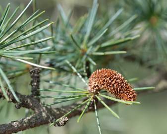 Fotografia da espécie Cedrus libani subesp. libani