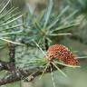 Fotografia 10 da espécie Cedrus libani subesp. libani do Jardim Botânico UTAD