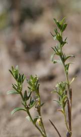 Fotografia da espécie Buglossoides arvensis subesp. arvensis