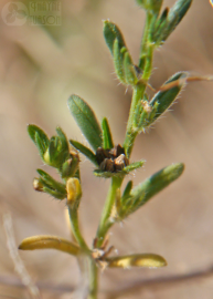 Fotografia da espécie Buglossoides arvensis subesp. arvensis