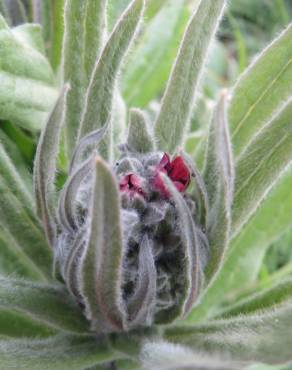 Fotografia 7 da espécie Cynoglossum officinale no Jardim Botânico UTAD