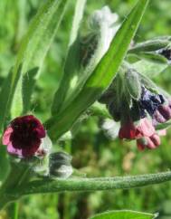 Cynoglossum officinale