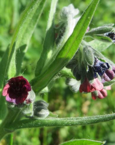 Fotografia de capa Cynoglossum officinale - do Jardim Botânico