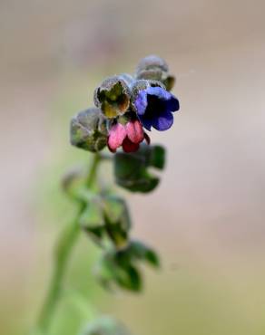 Fotografia 9 da espécie Cynoglossum officinale no Jardim Botânico UTAD