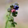 Fotografia 9 da espécie Cynoglossum officinale do Jardim Botânico UTAD