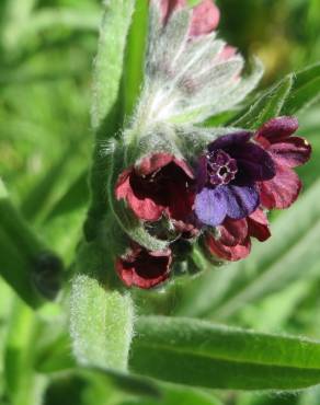 Fotografia 10 da espécie Cynoglossum officinale no Jardim Botânico UTAD