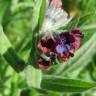 Fotografia 10 da espécie Cynoglossum officinale do Jardim Botânico UTAD