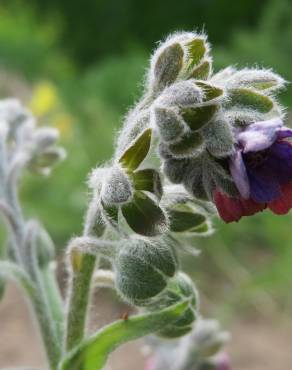 Fotografia 12 da espécie Cynoglossum officinale no Jardim Botânico UTAD