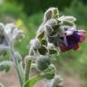 Fotografia 12 da espécie Cynoglossum officinale do Jardim Botânico UTAD