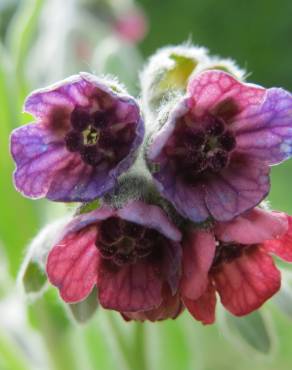 Fotografia 13 da espécie Cynoglossum officinale no Jardim Botânico UTAD