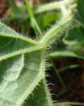 Fotografia 5 da espécie Cucumis melo no Jardim Botânico UTAD