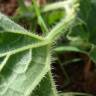 Fotografia 5 da espécie Cucumis melo do Jardim Botânico UTAD