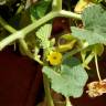 Fotografia 7 da espécie Cucumis melo do Jardim Botânico UTAD