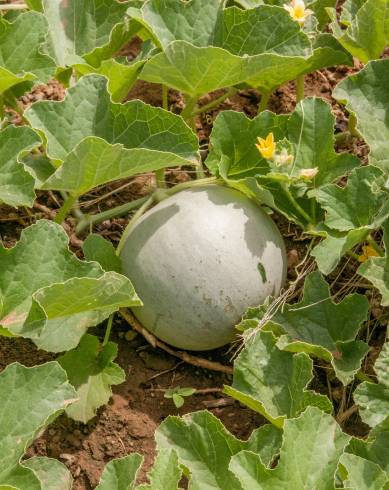 Fotografia de capa Cucumis melo - do Jardim Botânico