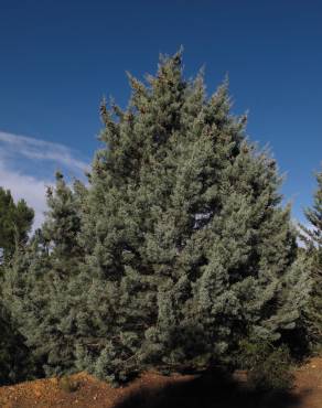 Fotografia 7 da espécie Cupressus arizonica no Jardim Botânico UTAD