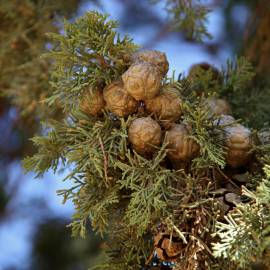 Fotografia da espécie Cupressus sempervirens