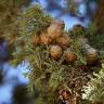 Fotografia 5 da espécie Cupressus sempervirens do Jardim Botânico UTAD