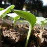 Fotografia 10 da espécie Cucumis melo do Jardim Botânico UTAD