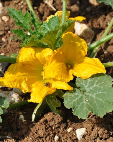 Fotografia de capa Cucurbita pepo - do Jardim Botânico