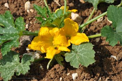 Fotografia da espécie Cucurbita pepo