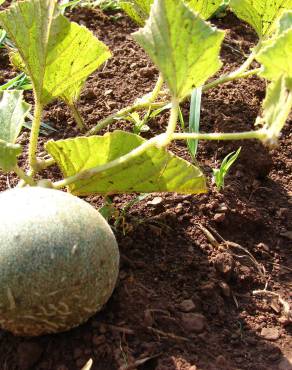 Fotografia 13 da espécie Cucumis melo no Jardim Botânico UTAD